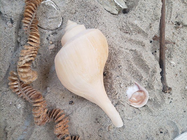 Beachcombing the Cove
