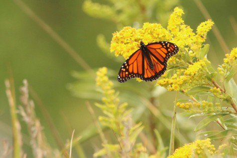 Monarch Drop-In at the Nature Center of Cape May