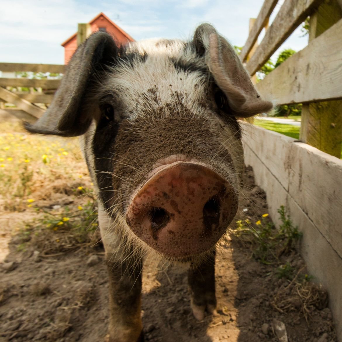 Historic Cold Springs Village Presents: Down On The Farm