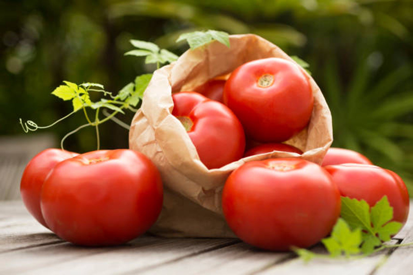 Tomato Festival 2025
